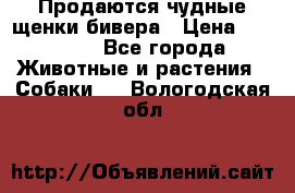 Продаются чудные щенки бивера › Цена ­ 25 000 - Все города Животные и растения » Собаки   . Вологодская обл.